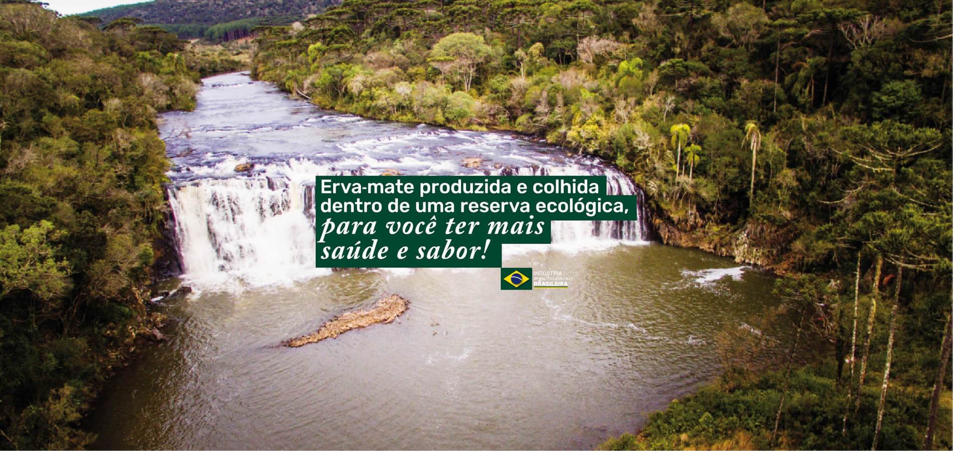 Erva-mate produzida e colhida dentro de uma reserva ecológica